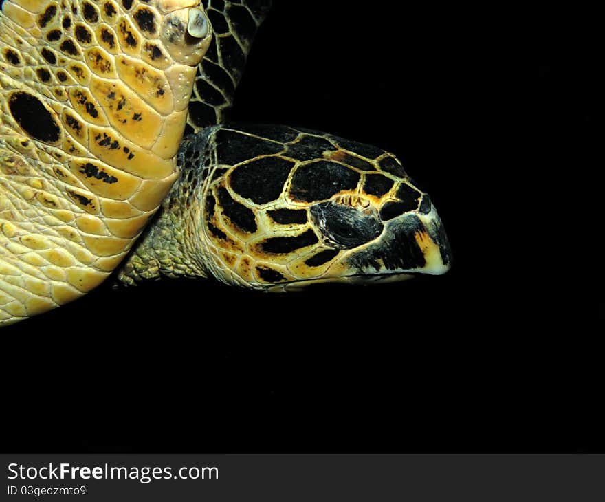 Hawksbill turtle