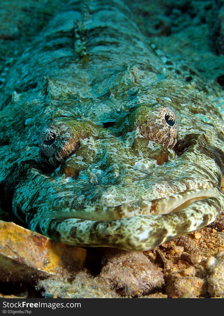 Indian Ocean Crocodilefish