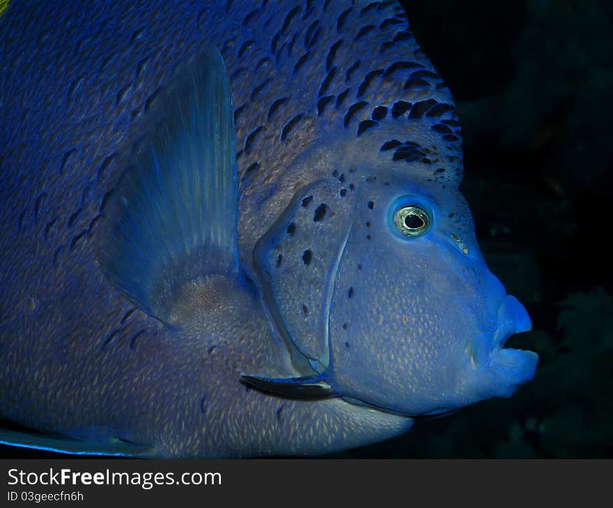 Yellowbar Angelfish