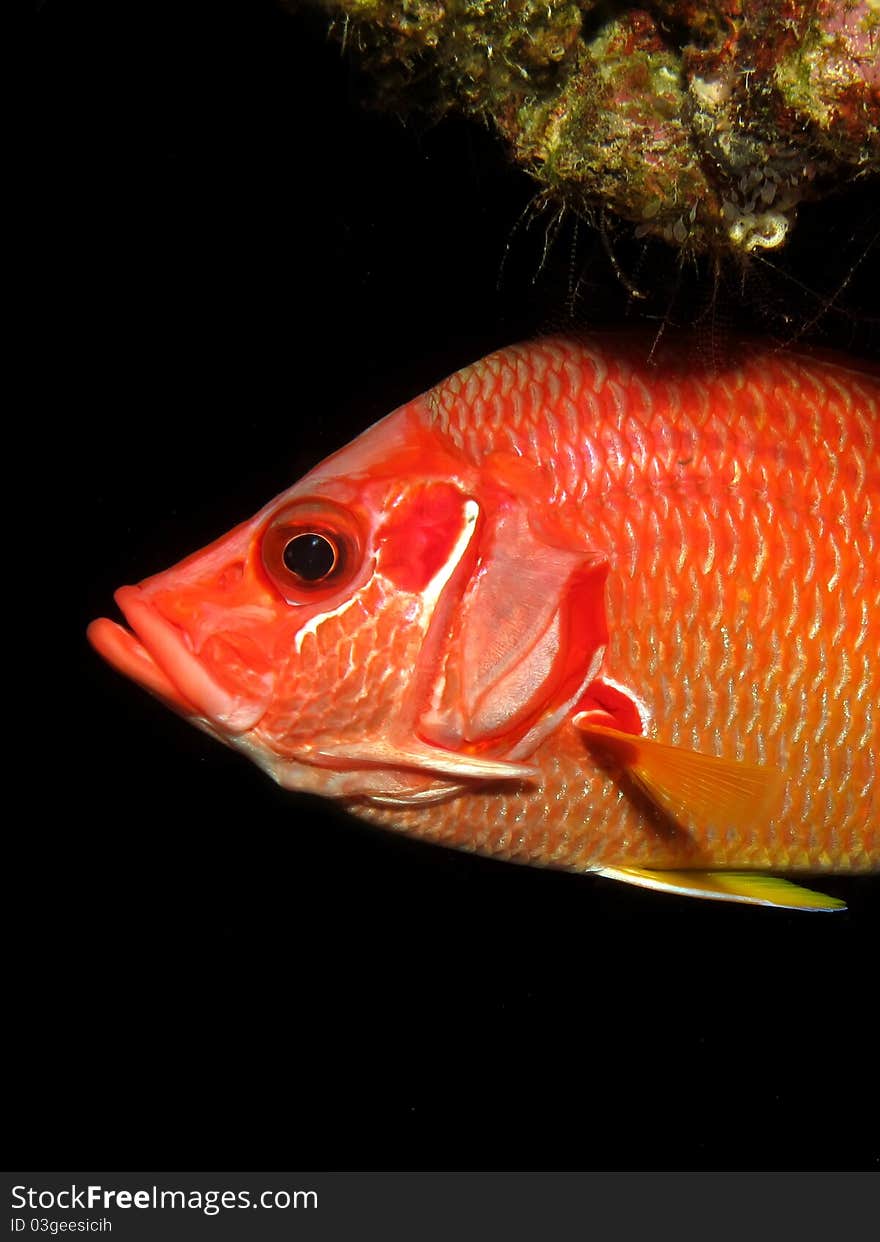 Longjawed squirrelfish