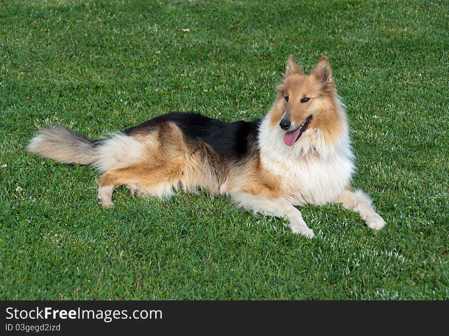 Collie lying at rest on the grass. Collie lying at rest on the grass