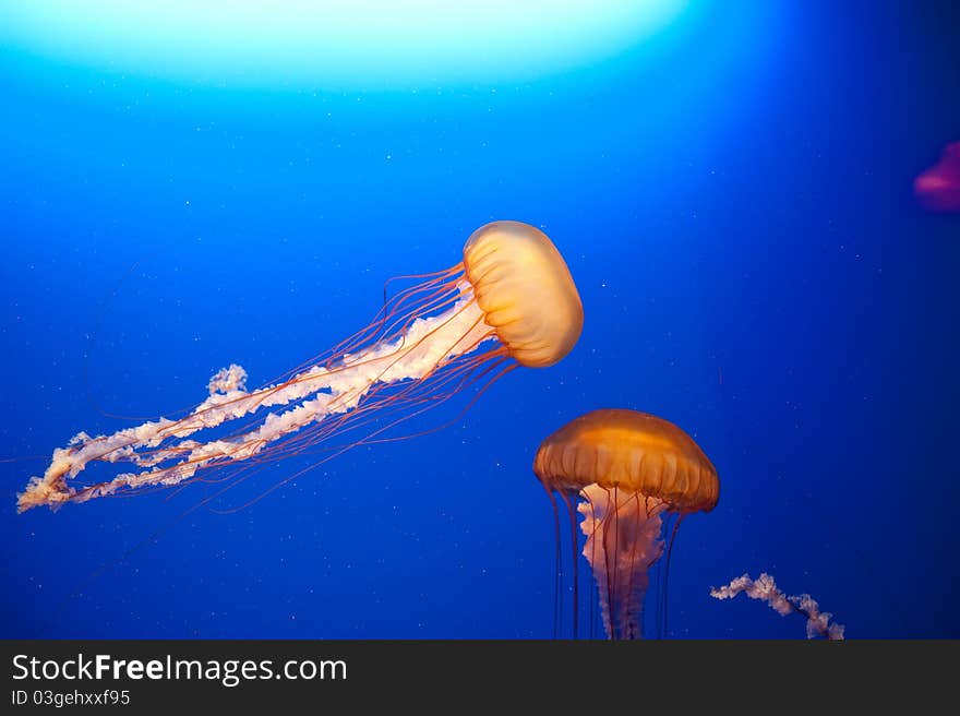 Two jellyfish