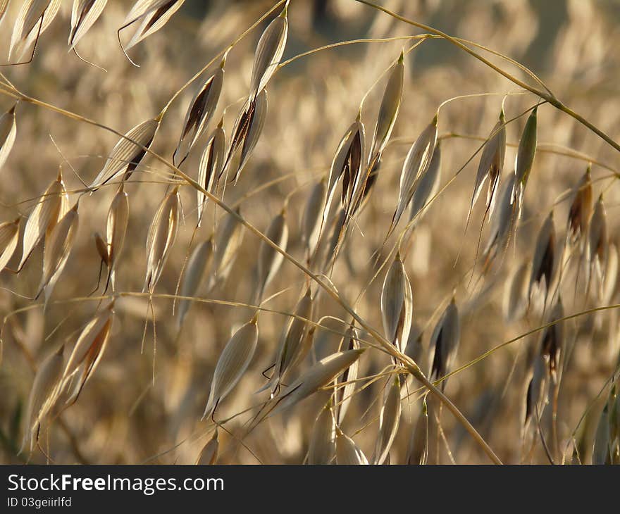 A sprig of golden oats on the field