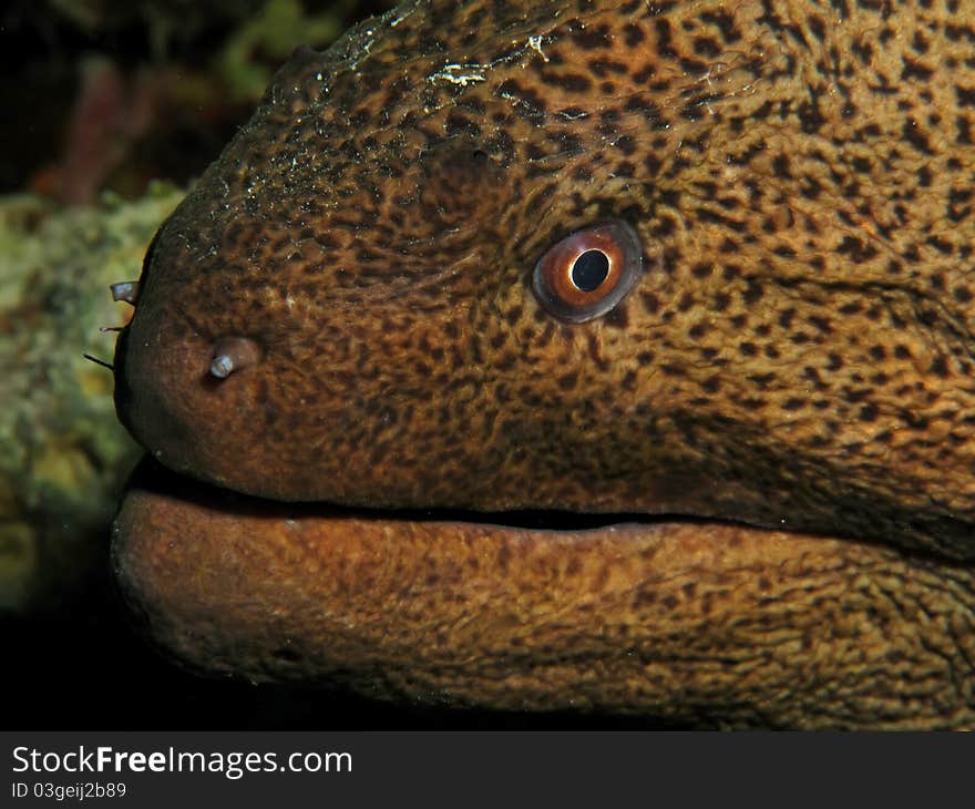 Giant moray