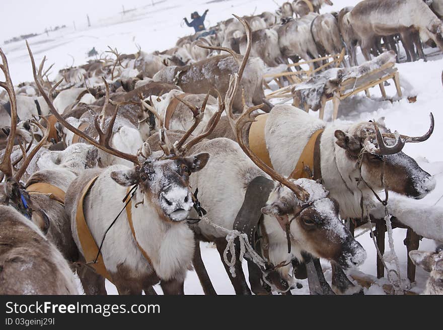 Deer in the north tundra