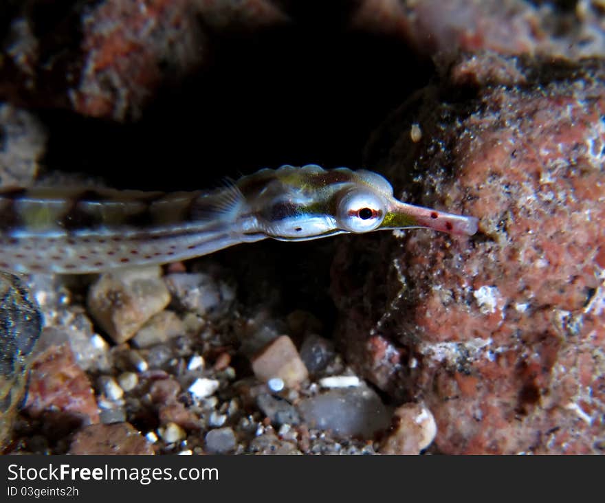 Pipefish