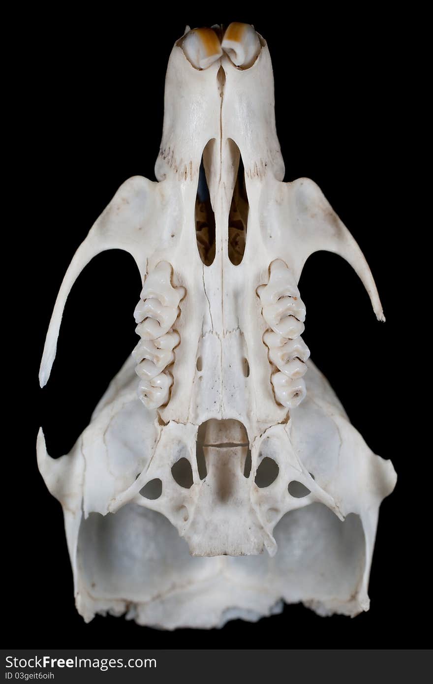 Mouse skull