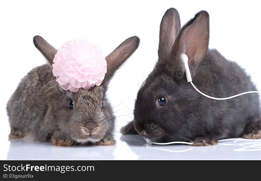 A two rabbits, isolated on white