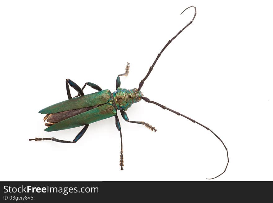 Longhorn Beetle