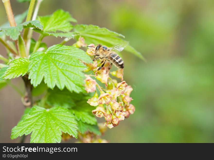 A bee on a flower of red currants