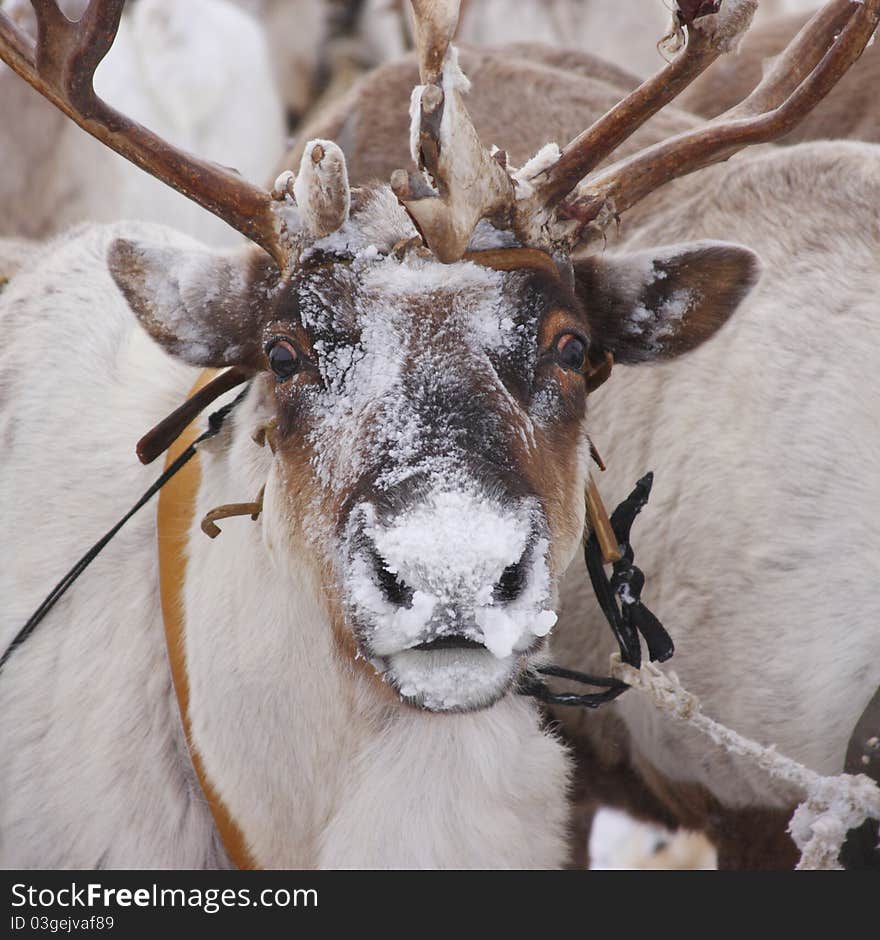 Deer in the north tundra