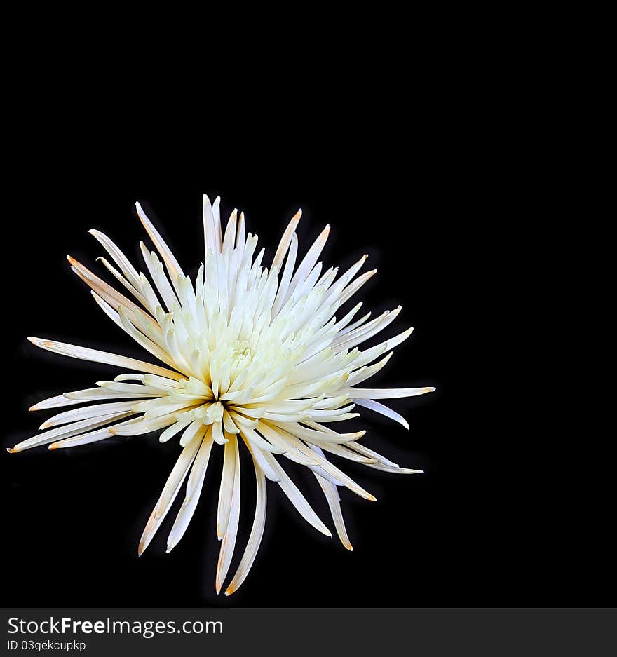 Vibrant White Flower Isolated On Black In Corner