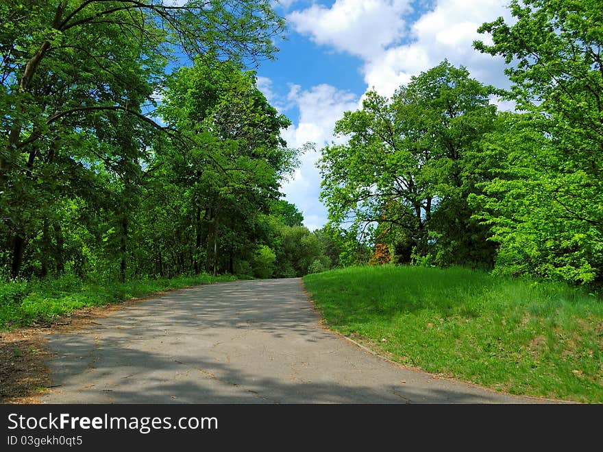 Spring park with green trees and blue sky