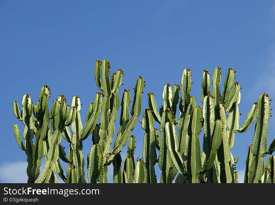 Cactuses closeup in natural conditions, on clear sky background