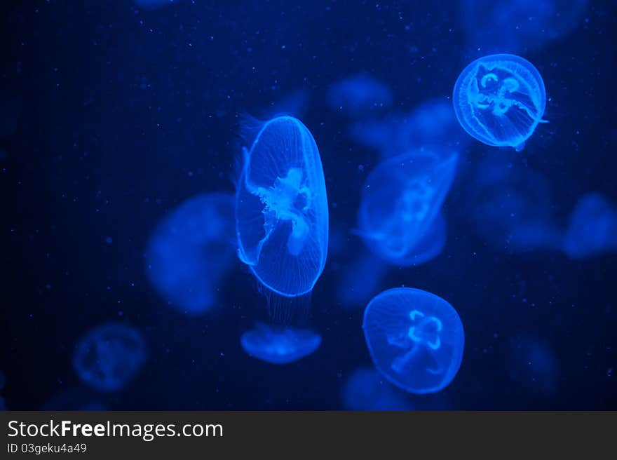 Many blue light jellyfish in the water