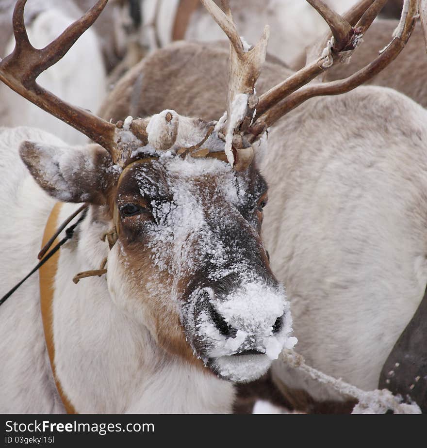 Deer in the north tundra