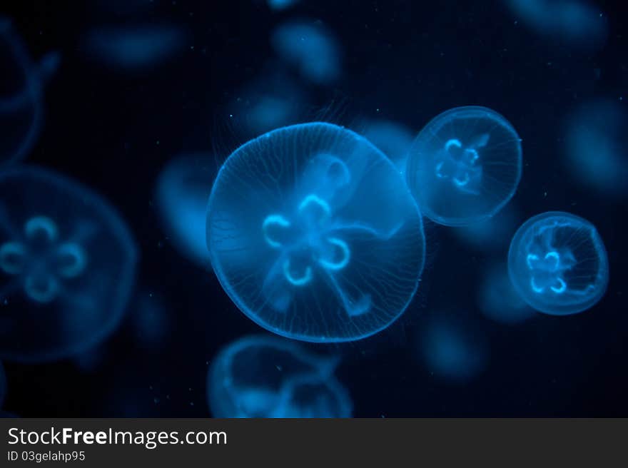 Many blue light jellyfish in the water.