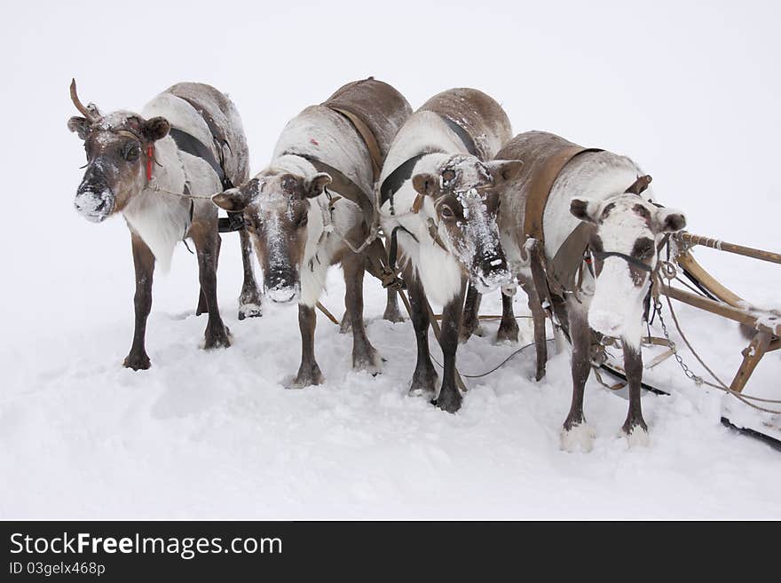 Herd of deer in the north tundra