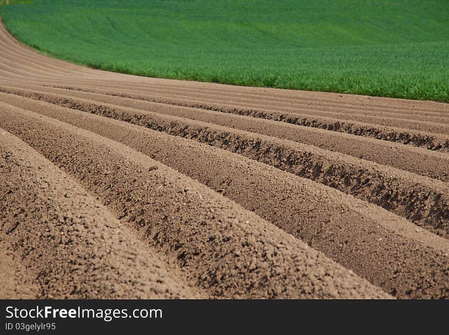 Asparagus Field