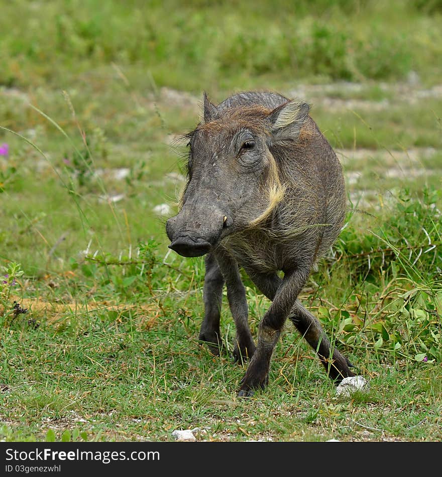 A warthog is a wild member of the pig family that lives in Africa. A warthog is a wild member of the pig family that lives in Africa