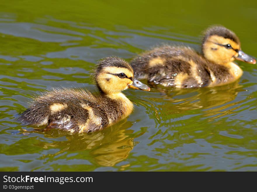 Ducks