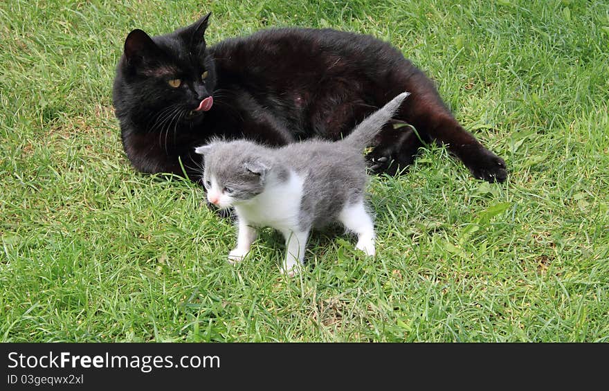 Black British purebred mother cat and newborn baby