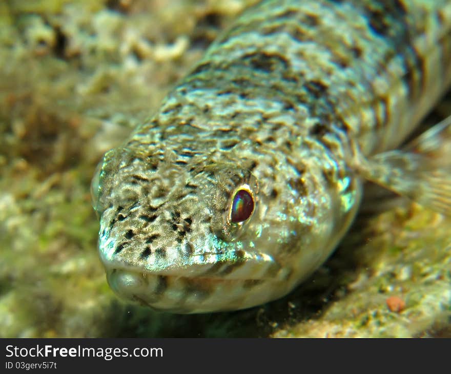 Lizardfish