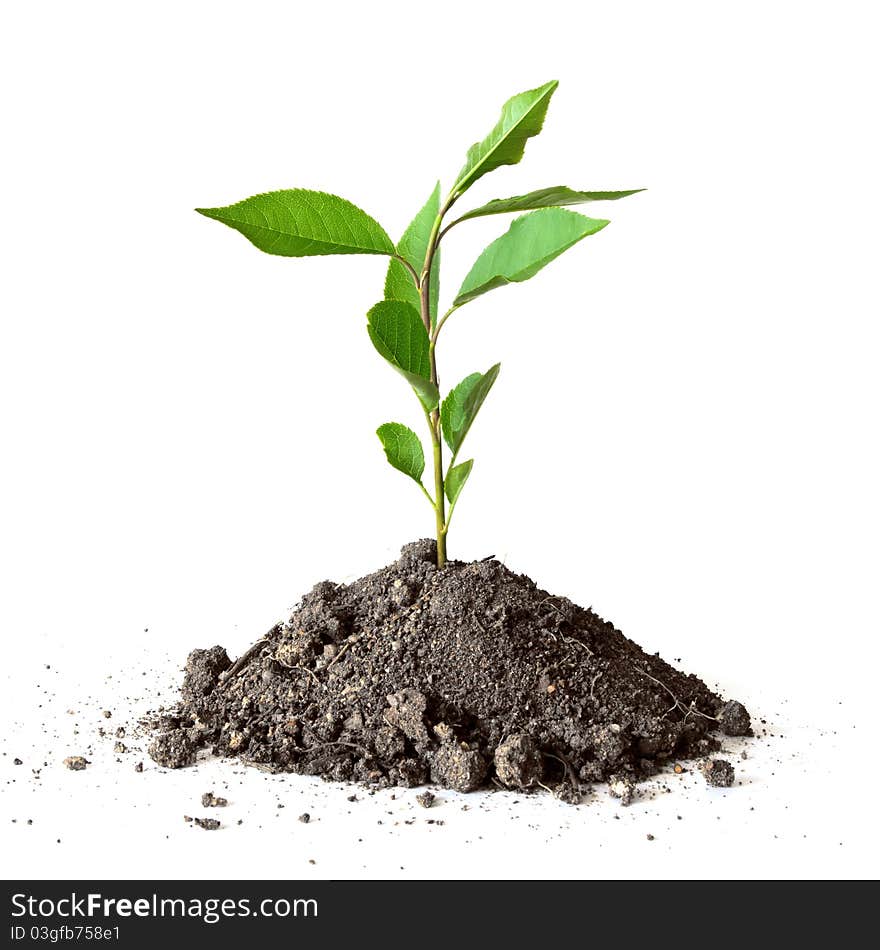 Young plant in soil over white background. Young plant in soil over white background