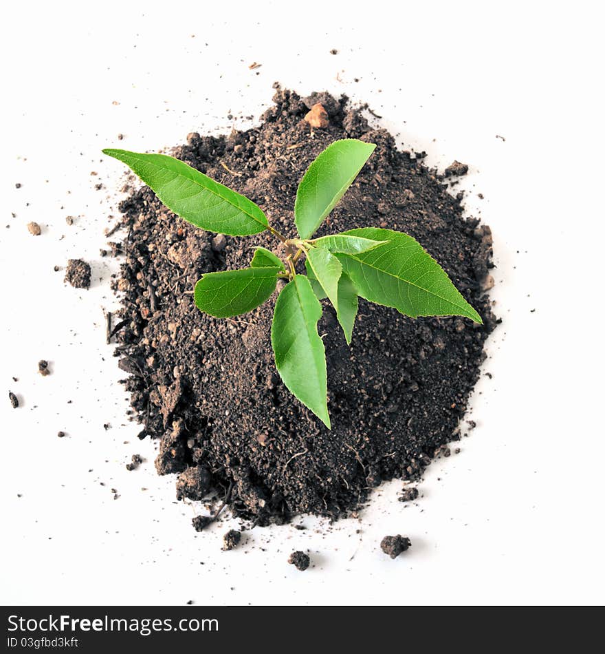 Young plant in soil over white background. Young plant in soil over white background