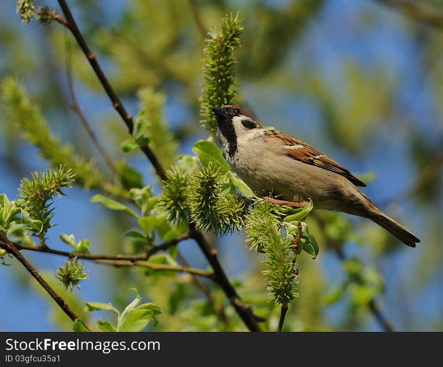 Sparrow