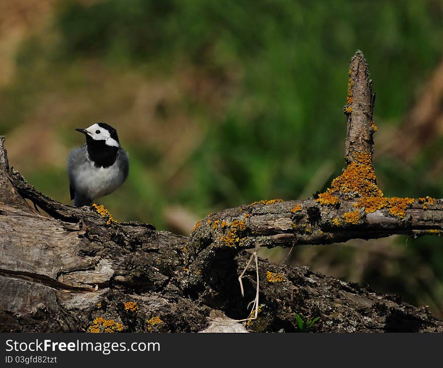 White Wagtail (Motacilla Alba)