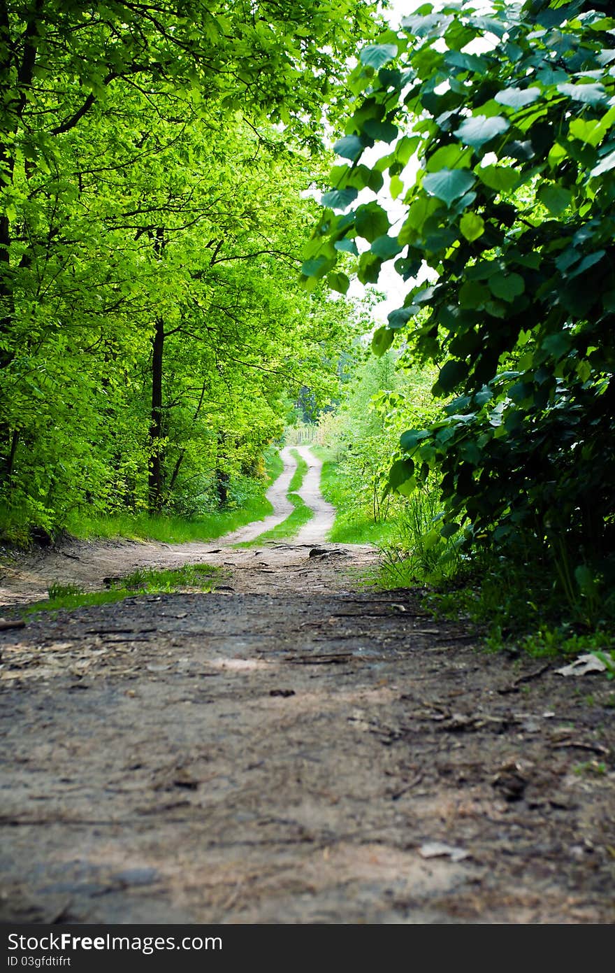 Country road in summer forest. Country road in summer forest