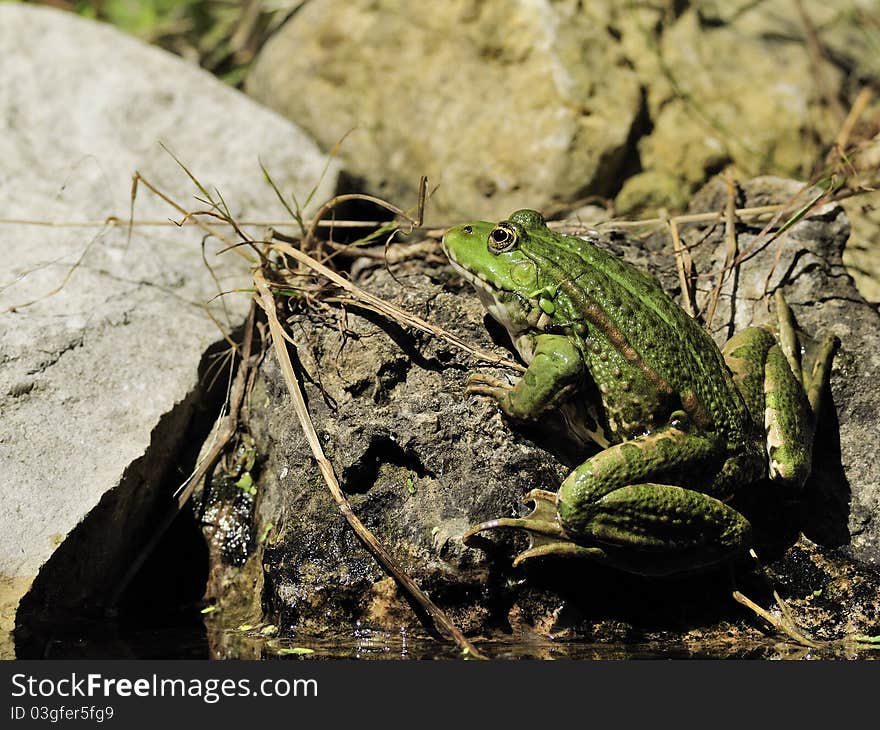 Edible Frog on a Stone