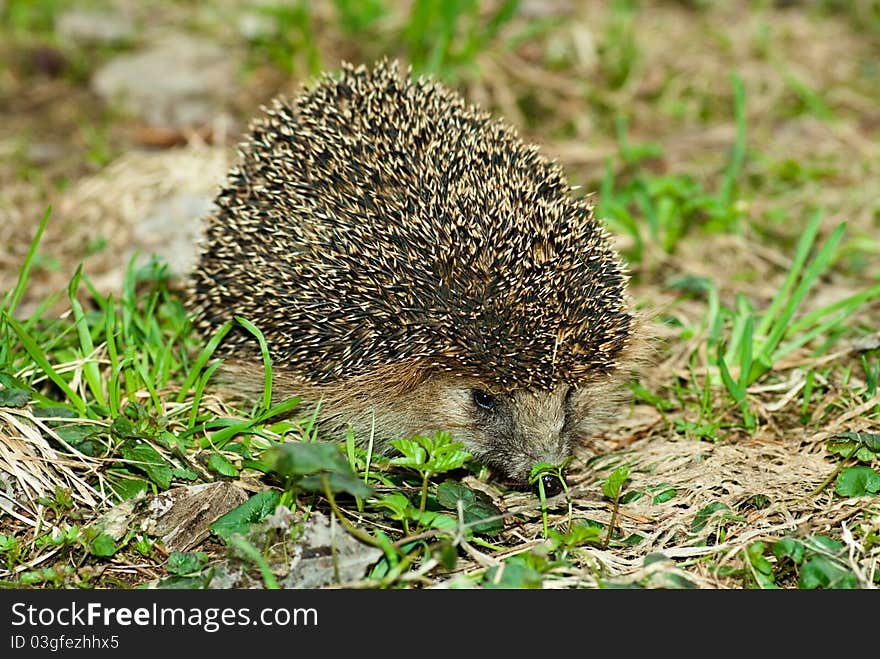 Hedgehog