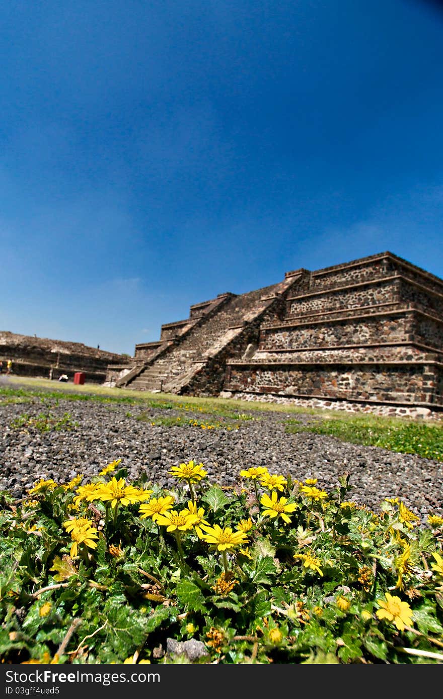 Beautiful yellow flowers adorn the Avenue of the Dead. Beautiful yellow flowers adorn the Avenue of the Dead.