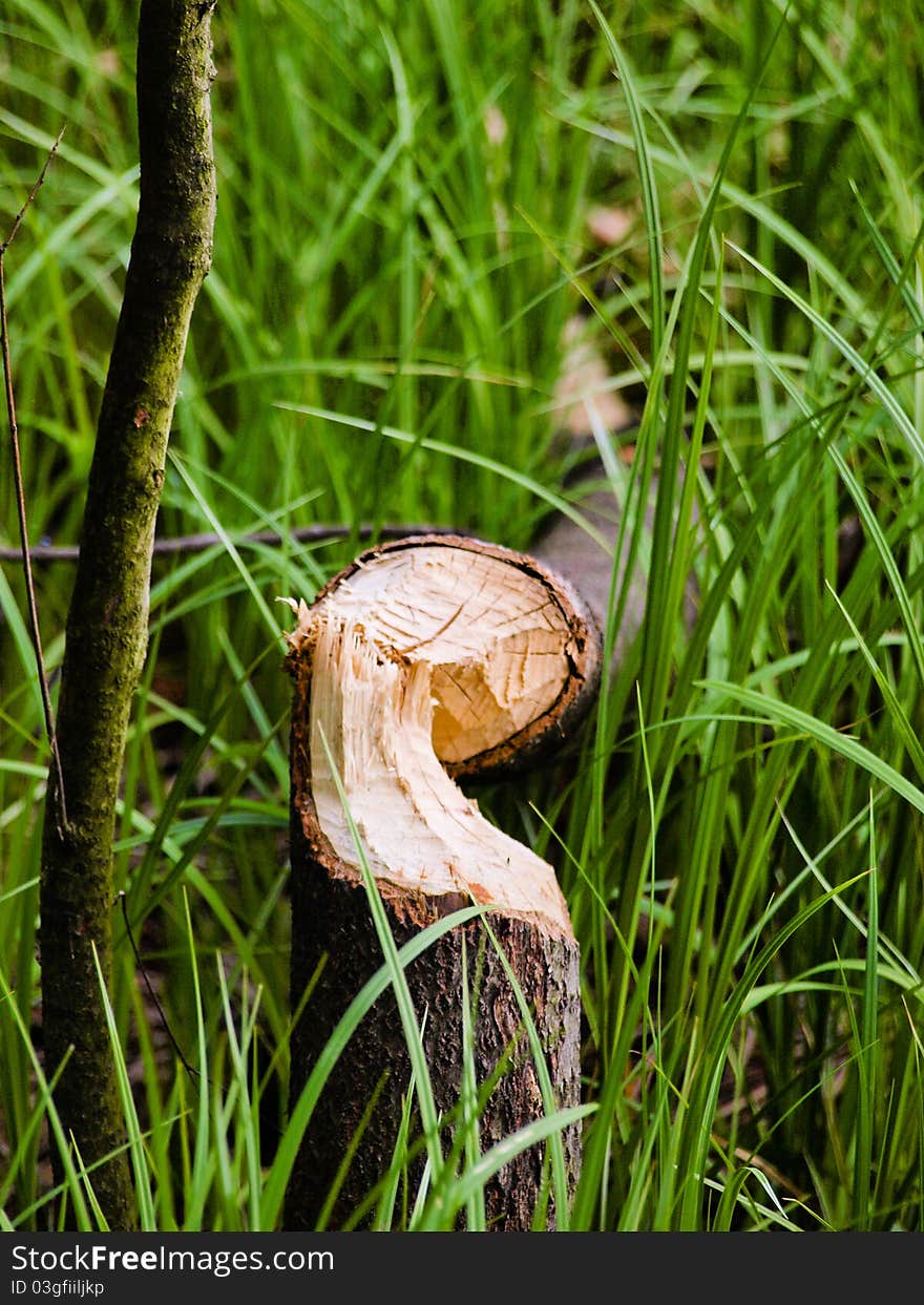 Of beavers in the woods