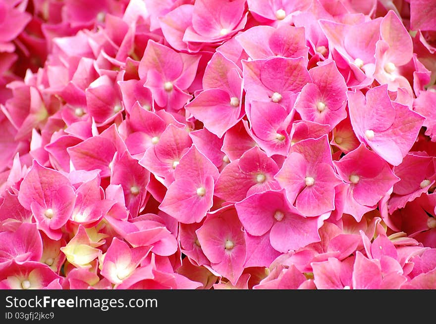 A collection of pink flowers