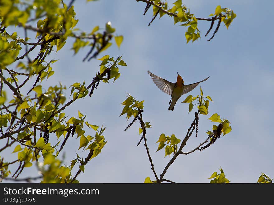 Blackburnian Warbler flight