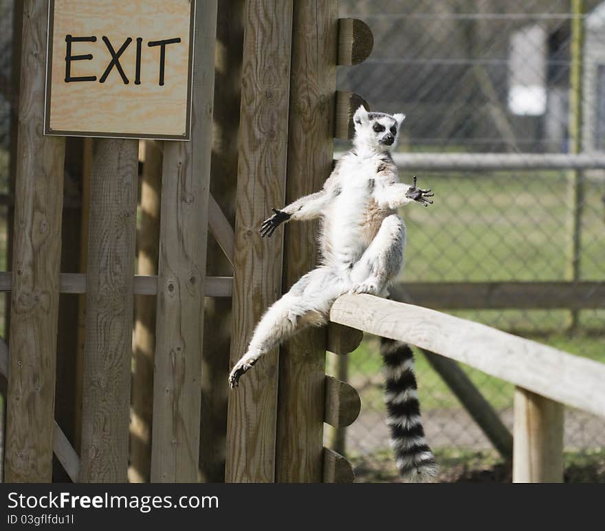 A lemur showing the way to the exit door. A lemur showing the way to the exit door