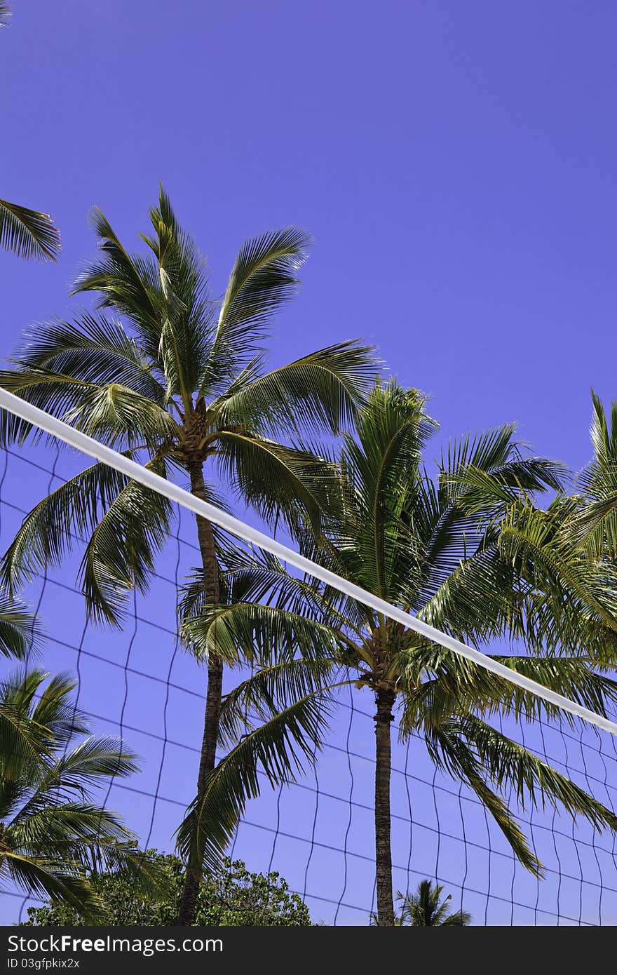 Coconut palm trees and volleyball net on the beach at Anaehoomalu in hawaii