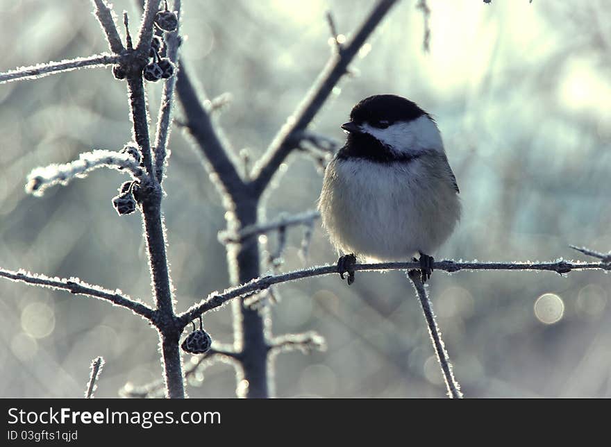 Black capped chickadee on frost covered buckthorn bush. Black capped chickadee on frost covered buckthorn bush