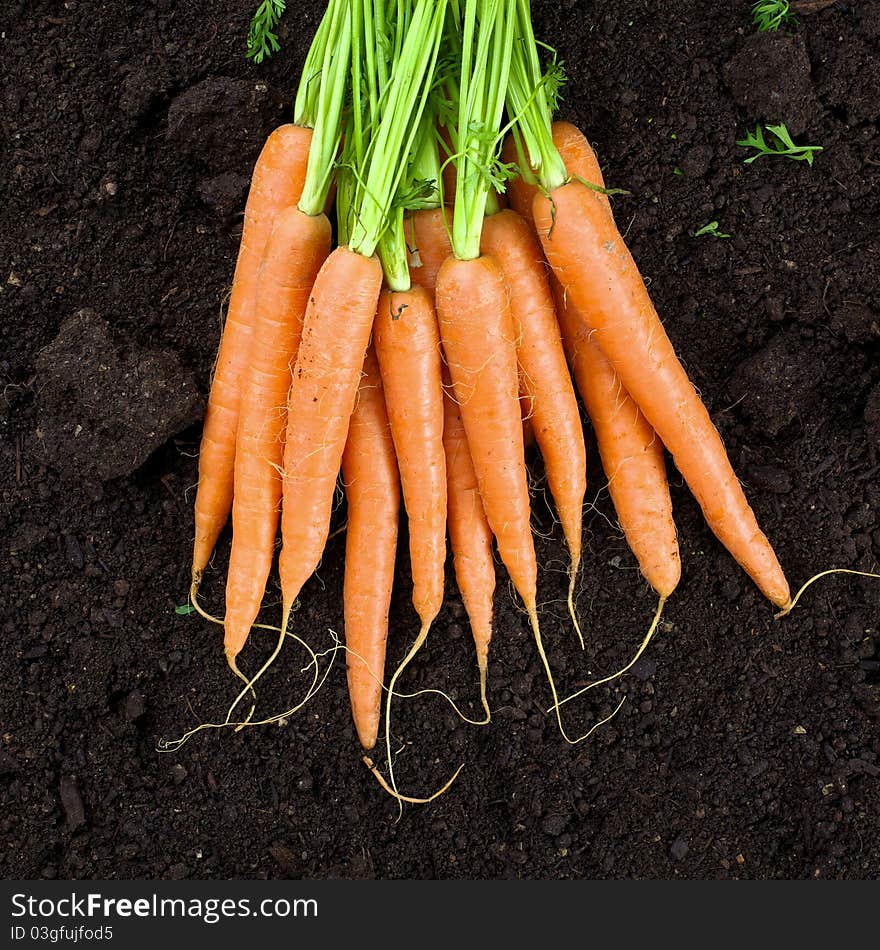 Vertical shoot of season vegetables. Vertical shoot of season vegetables