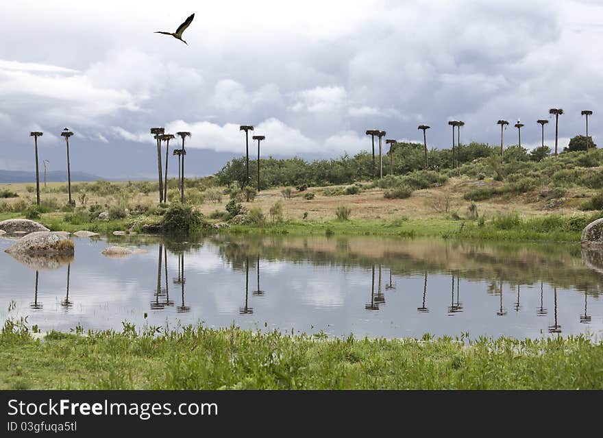 Storks nest on the banks of a river. Storks nest on the banks of a river