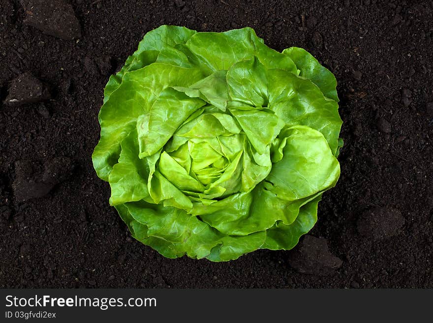 Vertical shoot of green lettuce. Vertical shoot of green lettuce