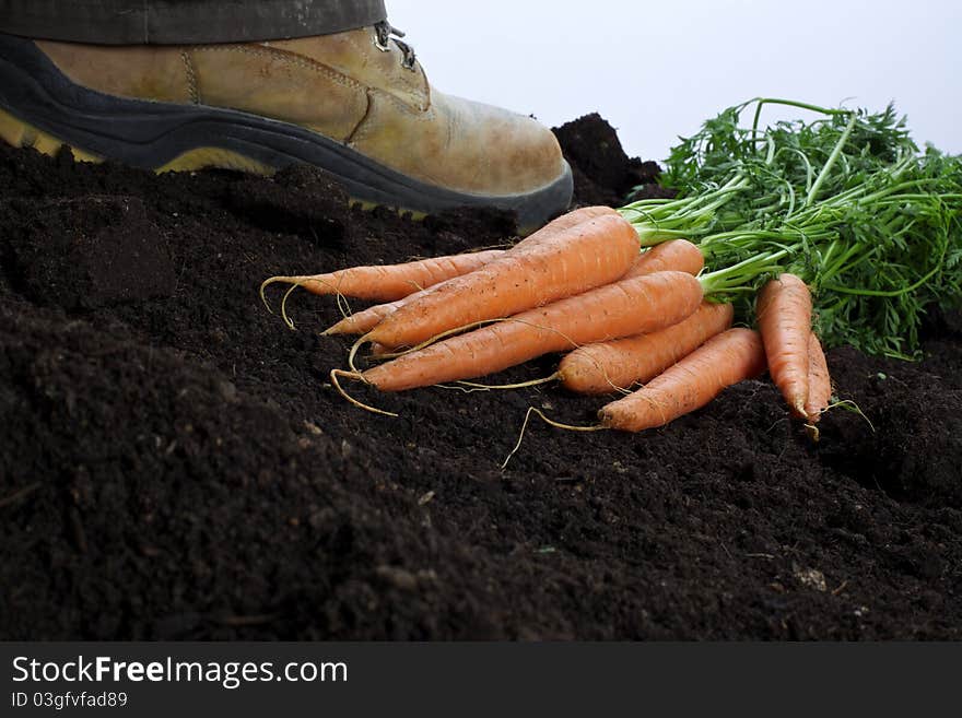 Shoot of biologique carotts  agriculture