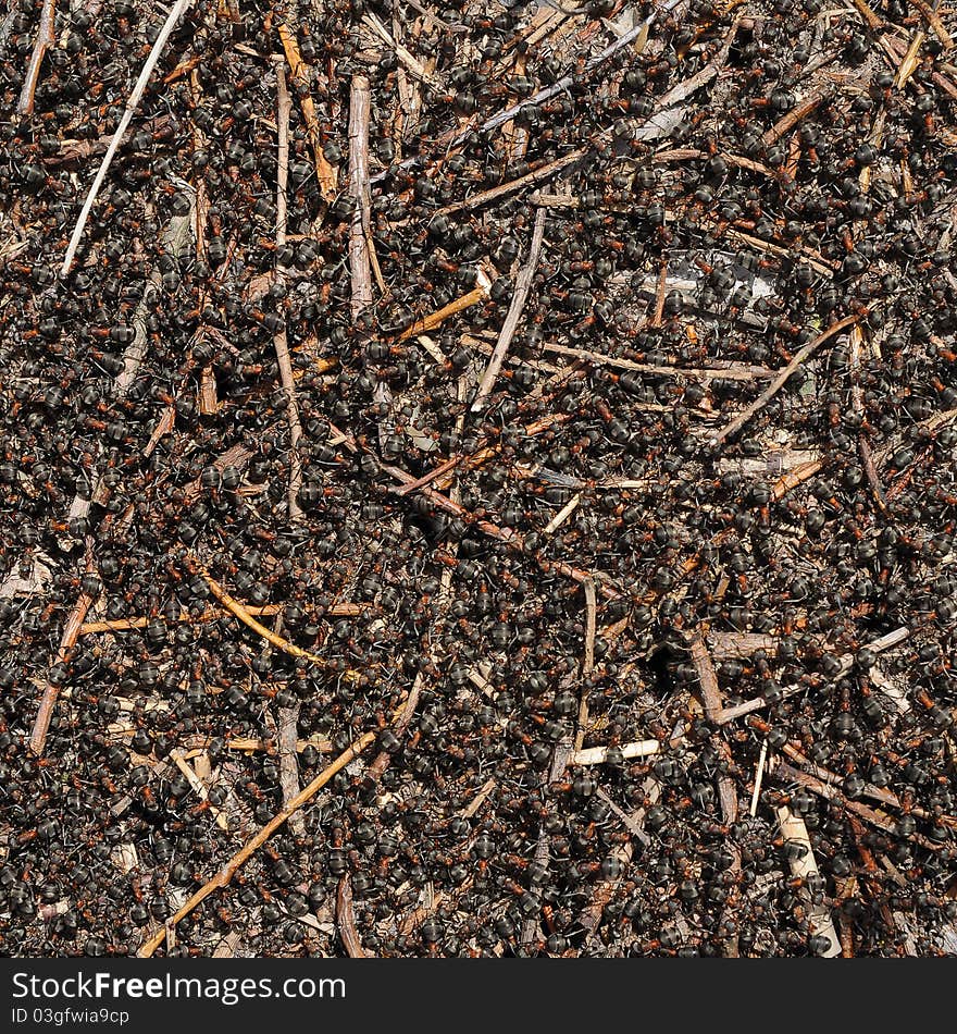 Ants crawling in the anthill. close up. Ants crawling in the anthill. close up