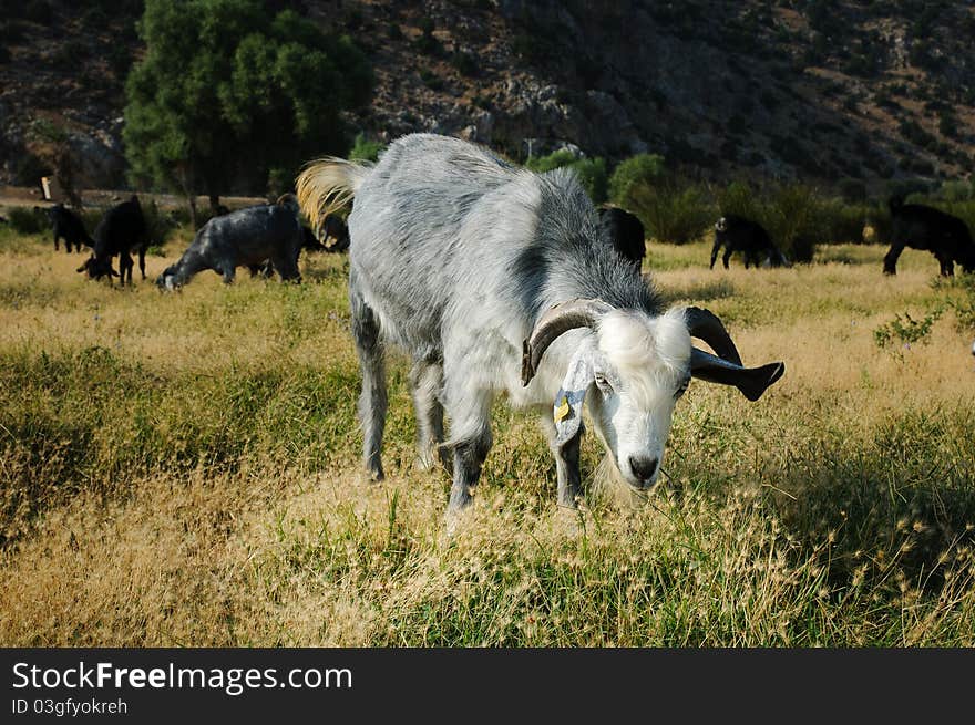 A goat on the meadow