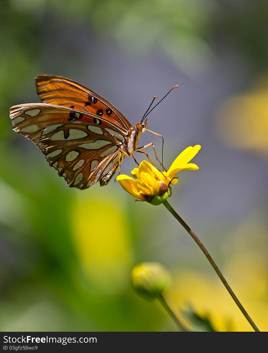 Monarch butterfly on a colorful yellow sunflow