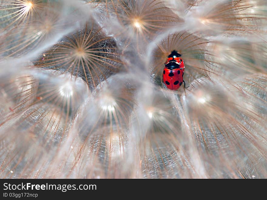 Two lovely ladybirds are mating on flower