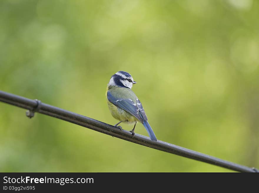 Blue Tit on Wire